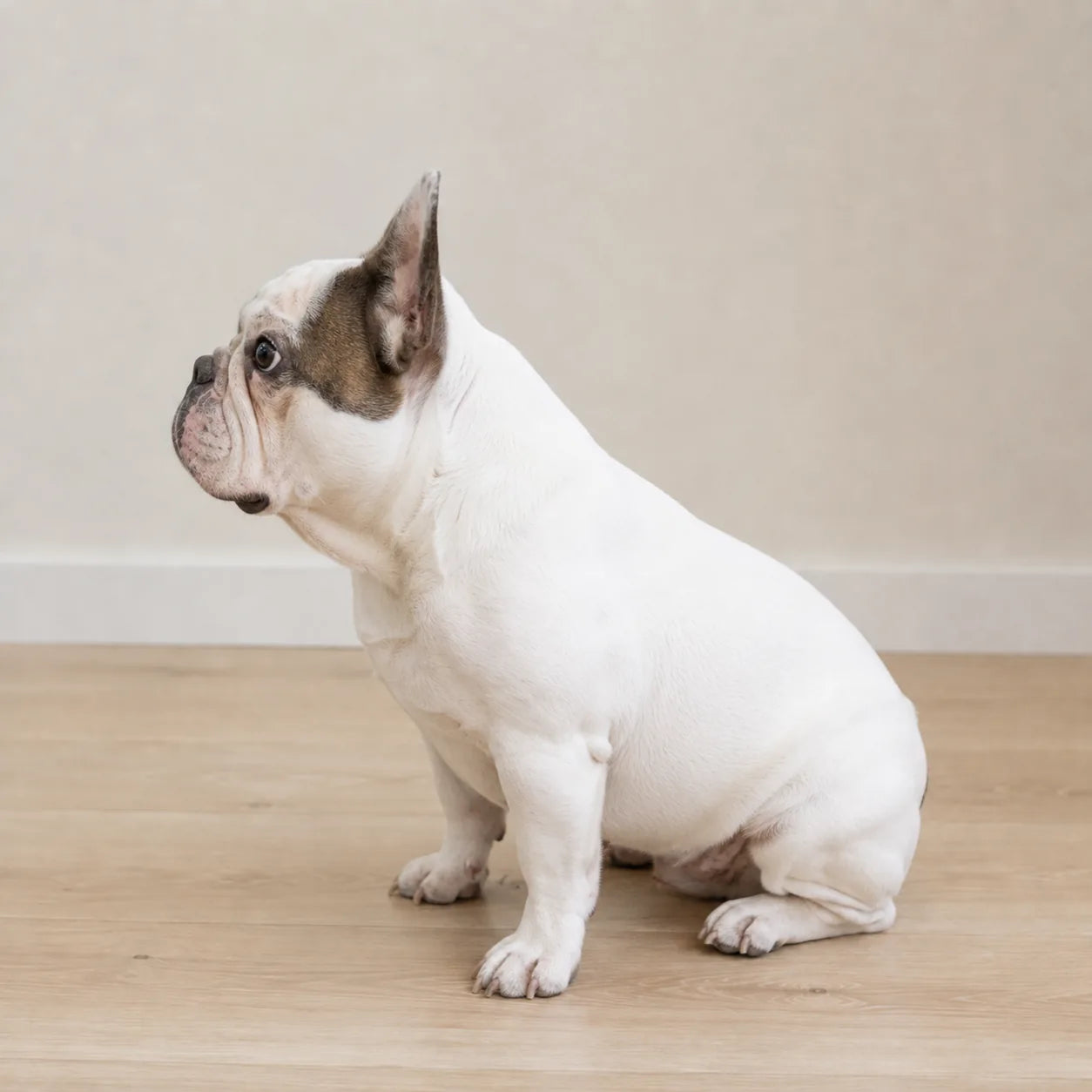 Your dog photographed from the left